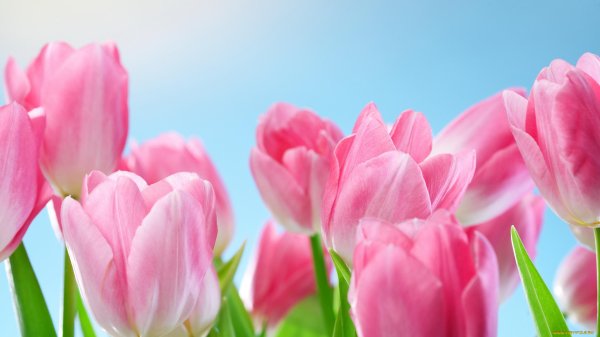 тюльпан цветок