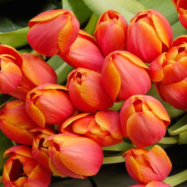 тюльпан алоха