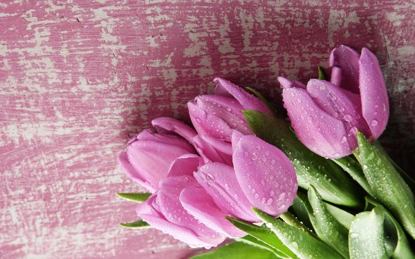 букет тюльпанов розовых