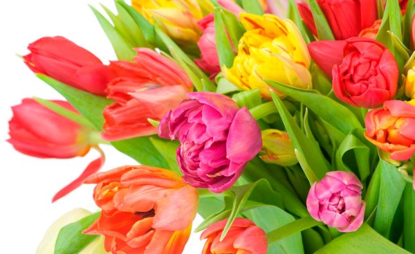 букет тюльпан