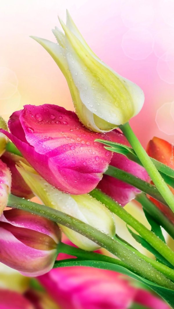 тюльпан цветок