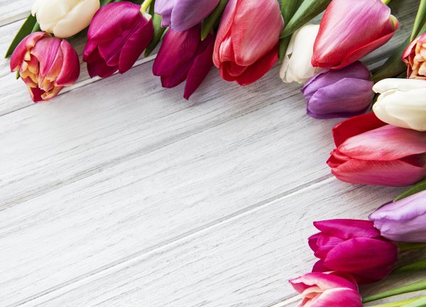 фон тюльпан