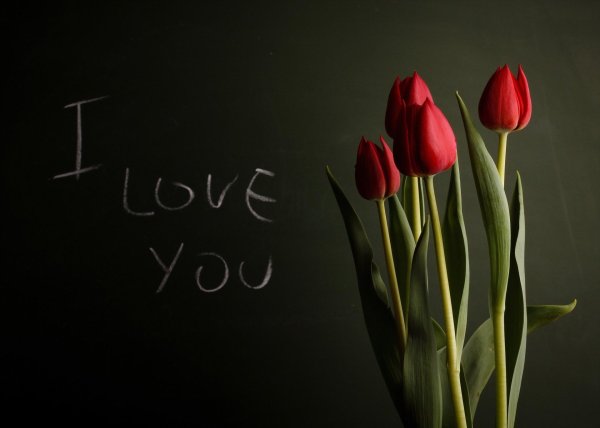 тюльпан красный