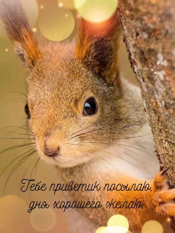 летняя белка