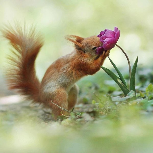 животные весной