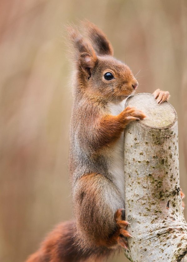 обыкновенная белка