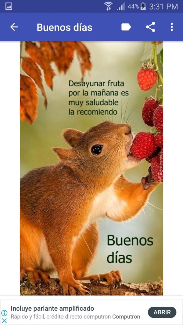 животные летом