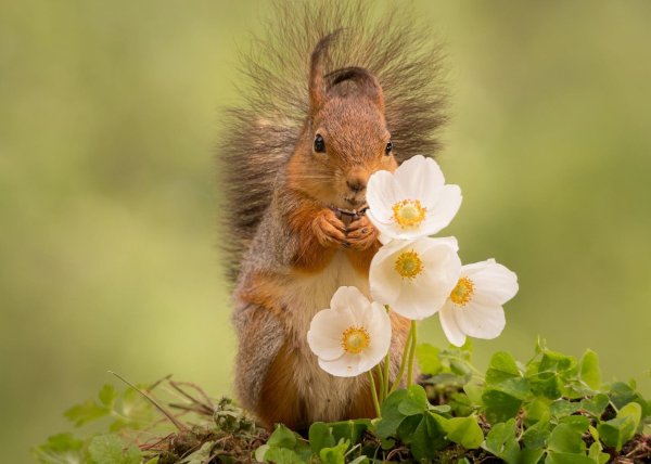 весенняя белочка