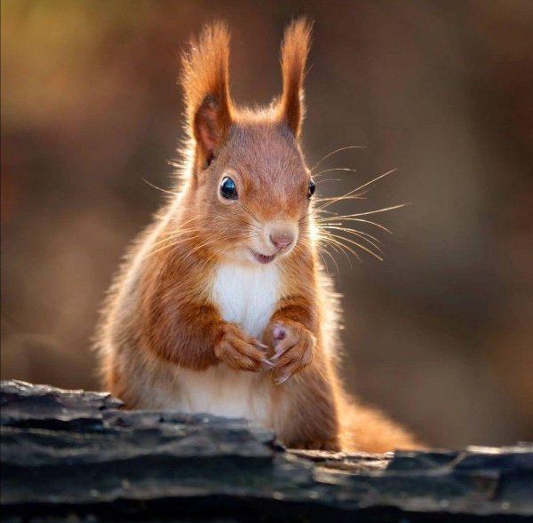 милые белочки