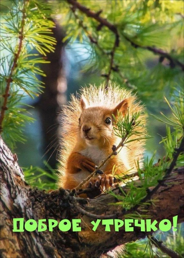 животные лесные