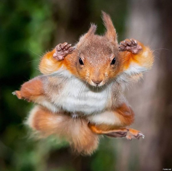 супер белка