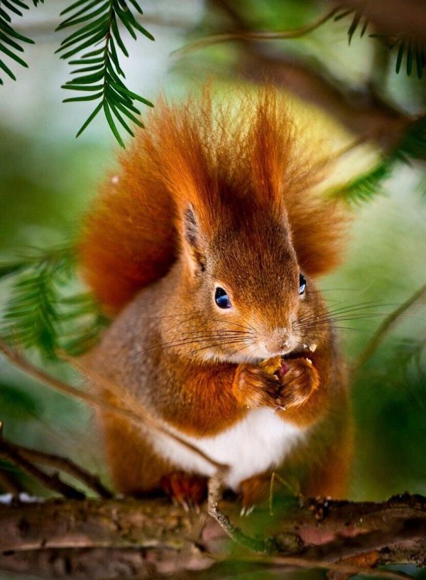 рыжая белка рыженький бельчонок