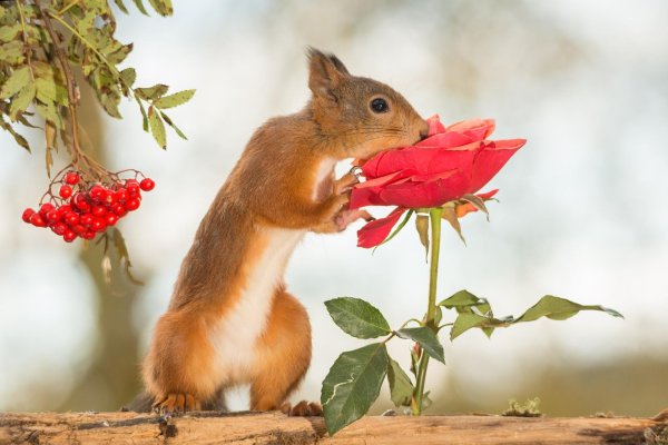 цветы и животные