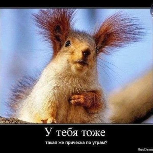 доброе утро с белочкой