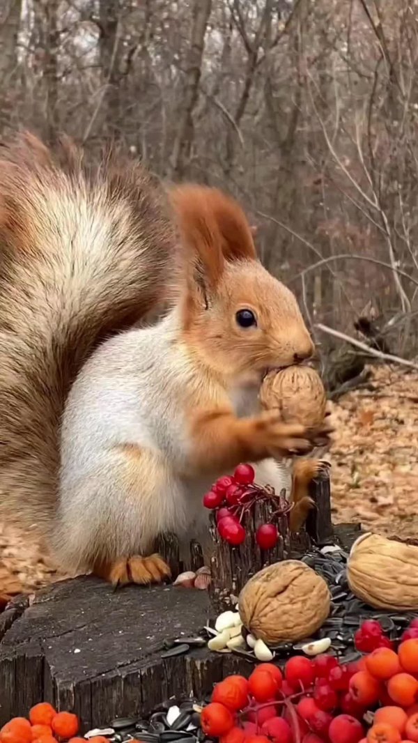 белка осень