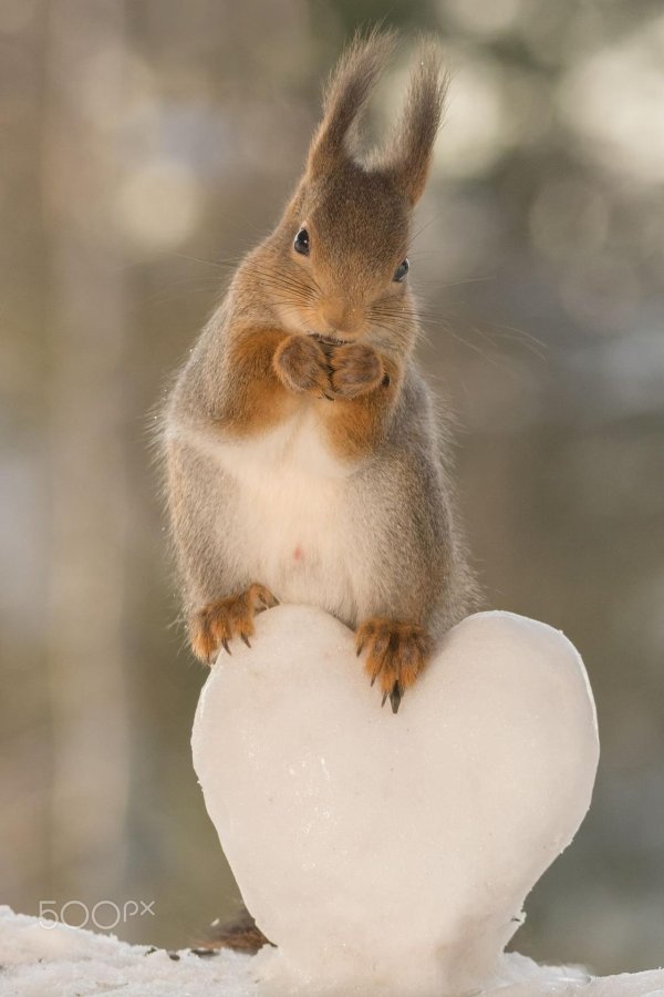 милые белочки