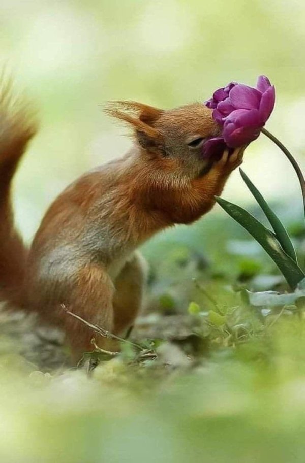 животные весной