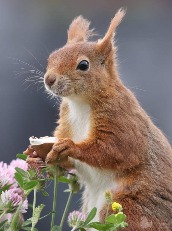 милая белка