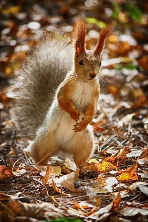 осенние животные