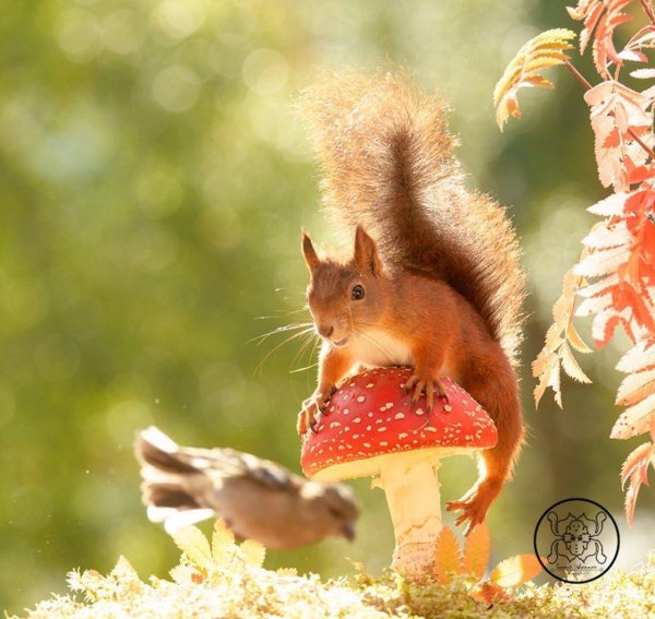 белкин мухомор сладков