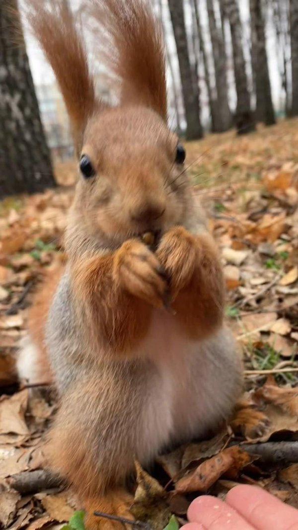 животное белка