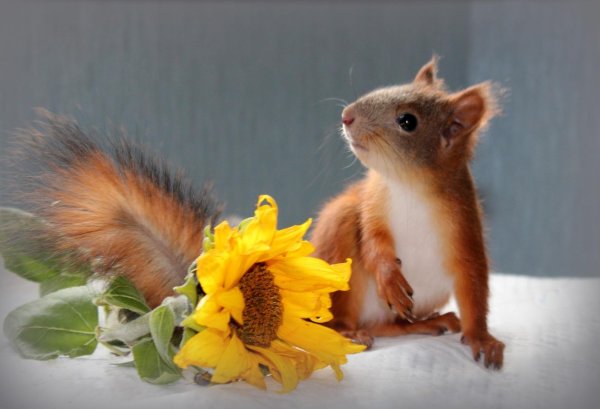 белочка с цветами
