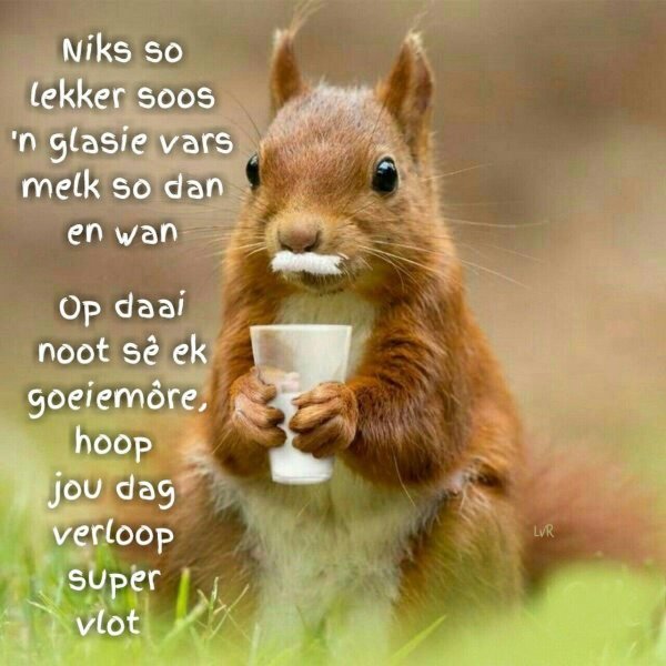 Доброе утро белочка