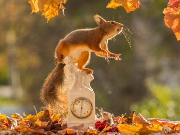 животные осенью