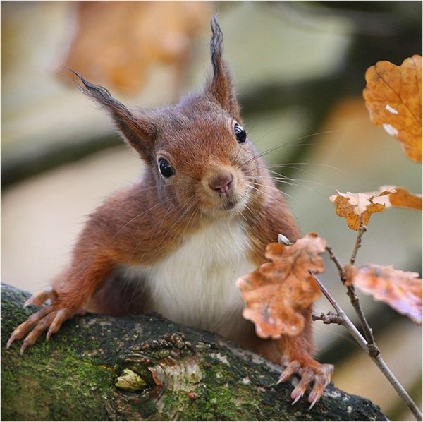 обыкновенная белка