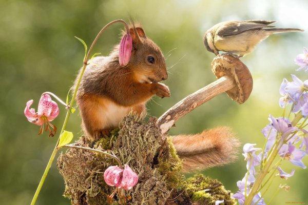 животные весной