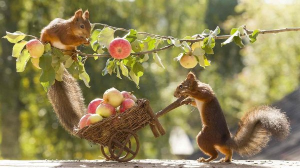 вадим трунов фотограф белки