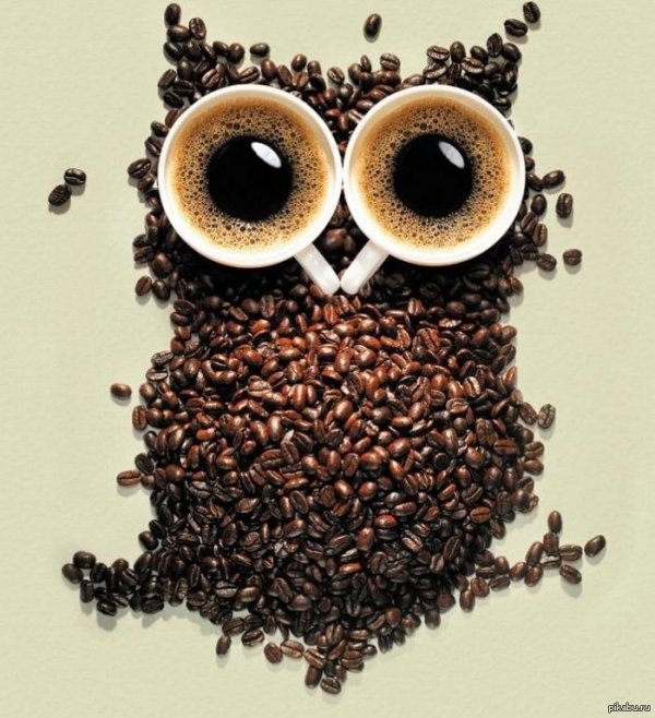 coffee owl