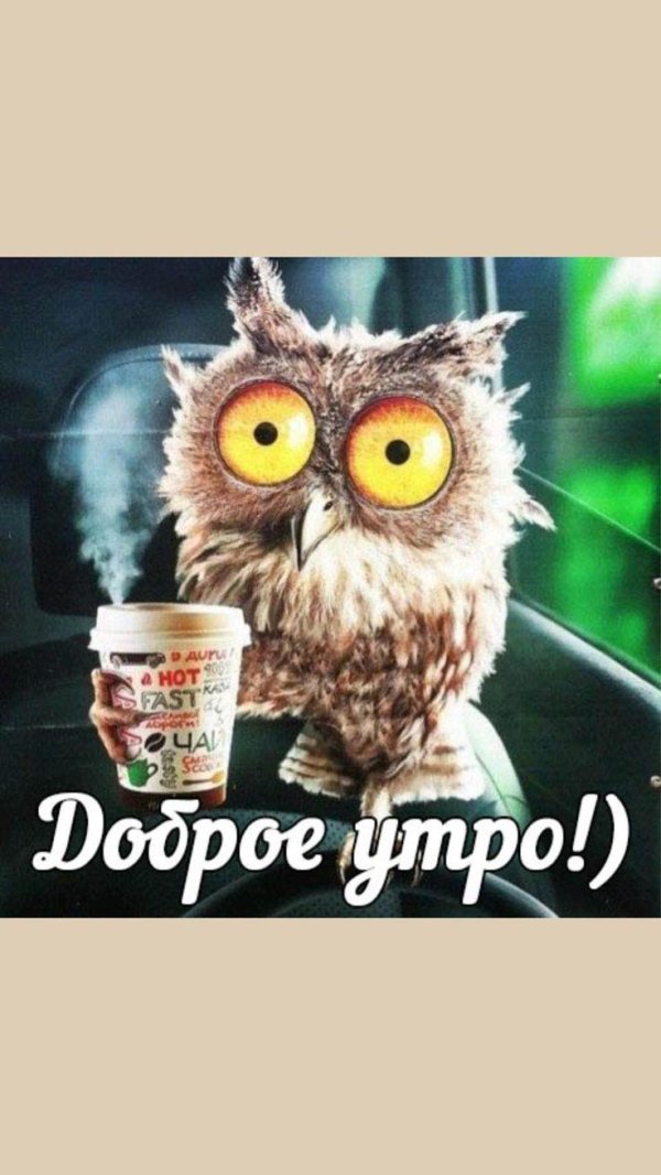 доброго утра прикольные смешные