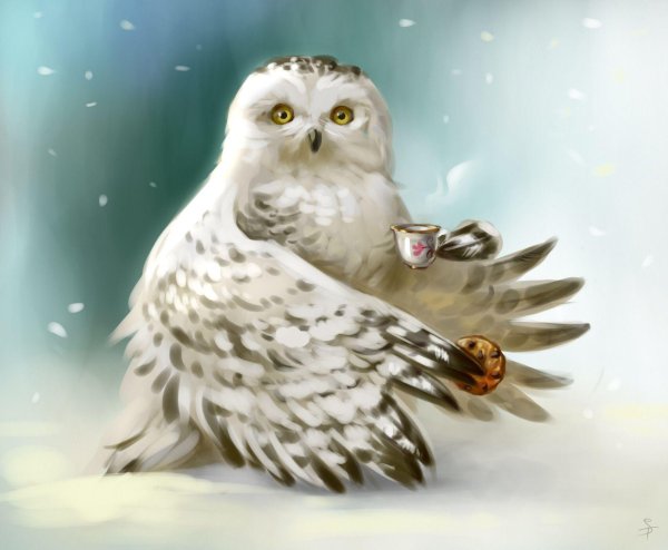 сова полярная