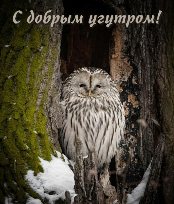 длиннохвостая неясыть