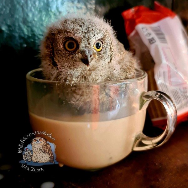 мохноногий сыч птенец