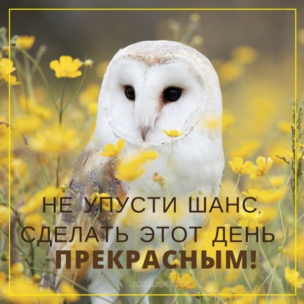 обыкновенная сипуха птица