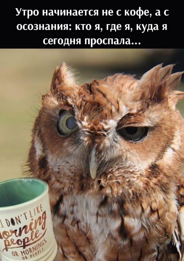 заспанная сова