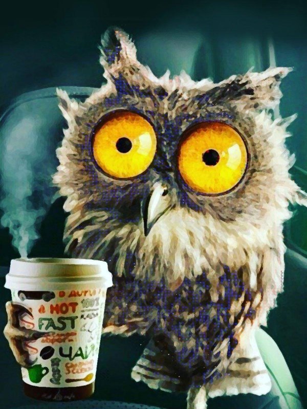 сова невыспавшаяся