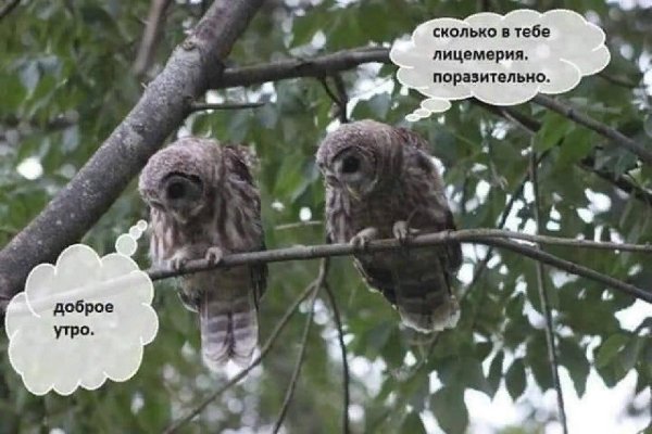 семейство совиных