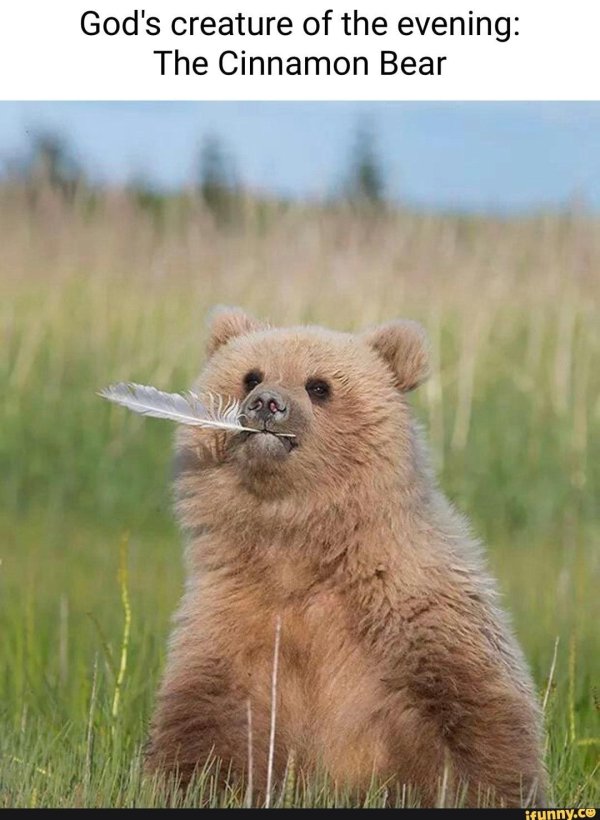 забавные медвежата