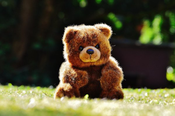 красивый медвежонок