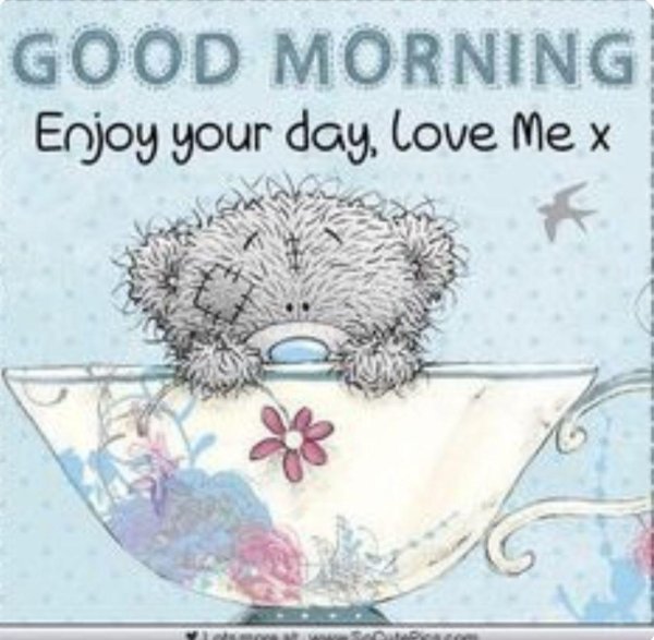 тедди good morning