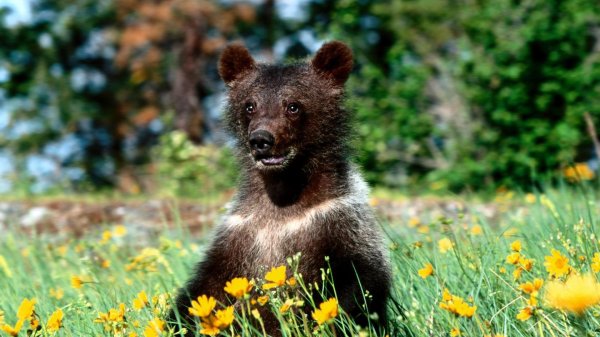 весна медвежонка