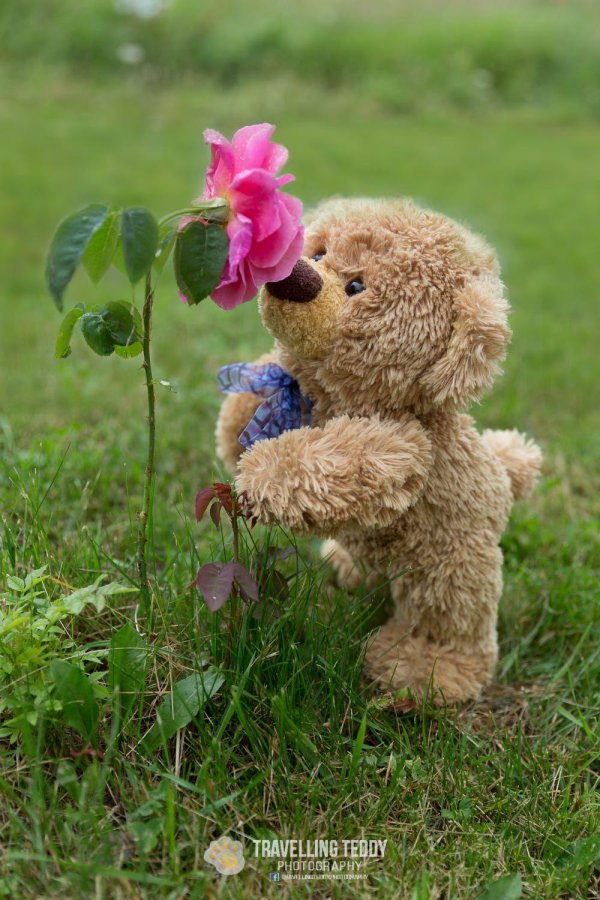 медведи игрушки