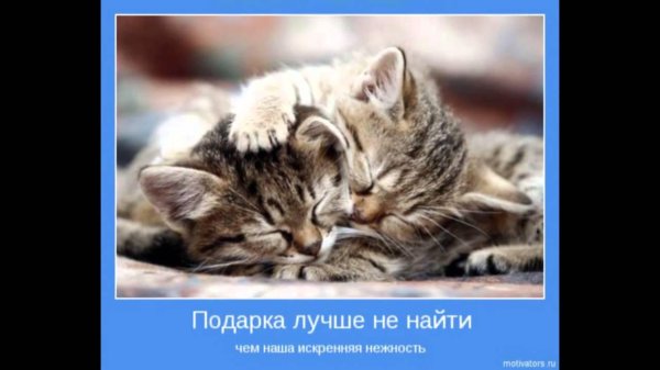 котики обнимаются