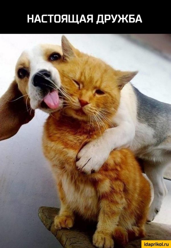 смешные фотографии животных