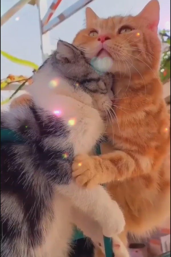 объятия животных