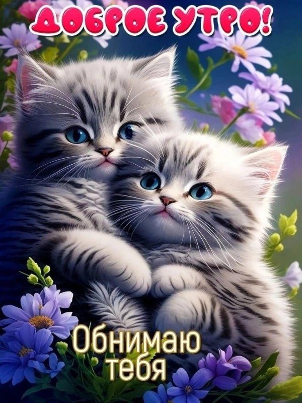доброе утро милые котики