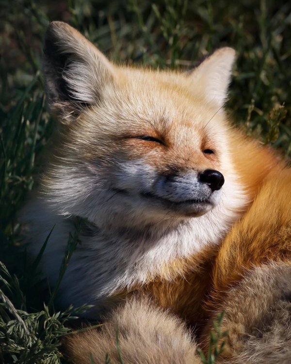 довольная лиса